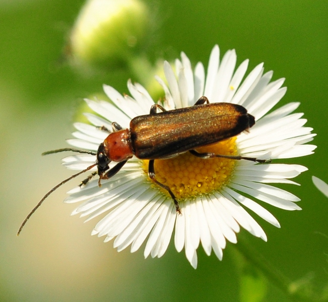 Coleottero da Id. - Anogcodes ferrugineus ?